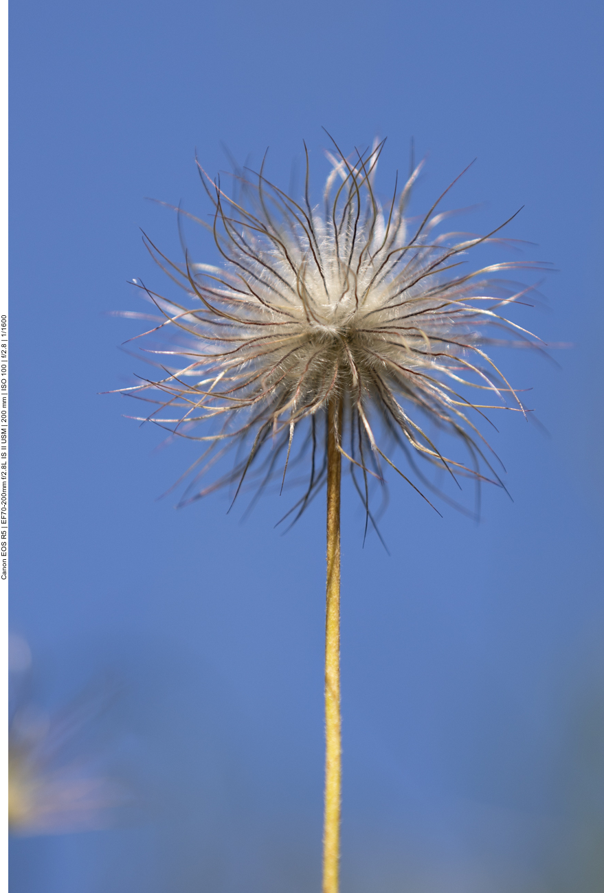 Gewöhnliche Kuhschelle [Pulsatilla vulgaris]