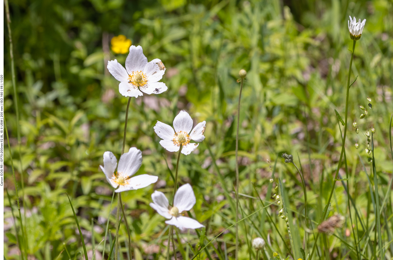 Großes Windröschen [Anemone sylvestris]