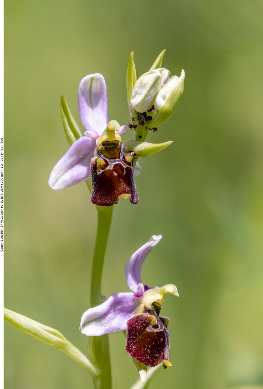 Hummel-Ragwurz [Ophrys holoserica] (Orchidee)