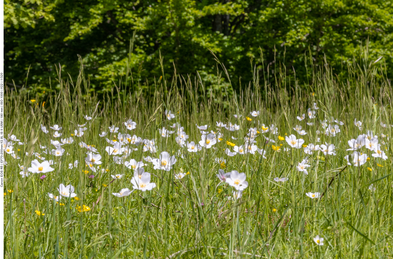 Großes Windröschen [Anemone sylvestris]