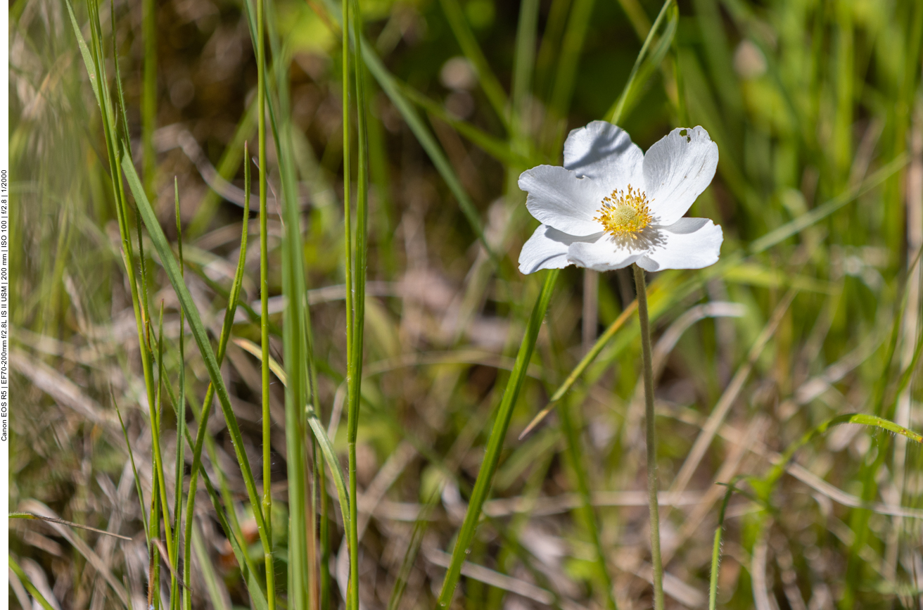 Großes Windröschen [Anemone sylvestris]