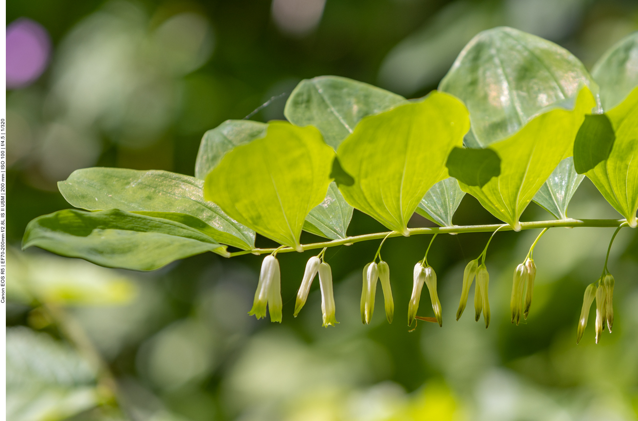 Echtes Salomonssiegel [Polygonatum odoratum]