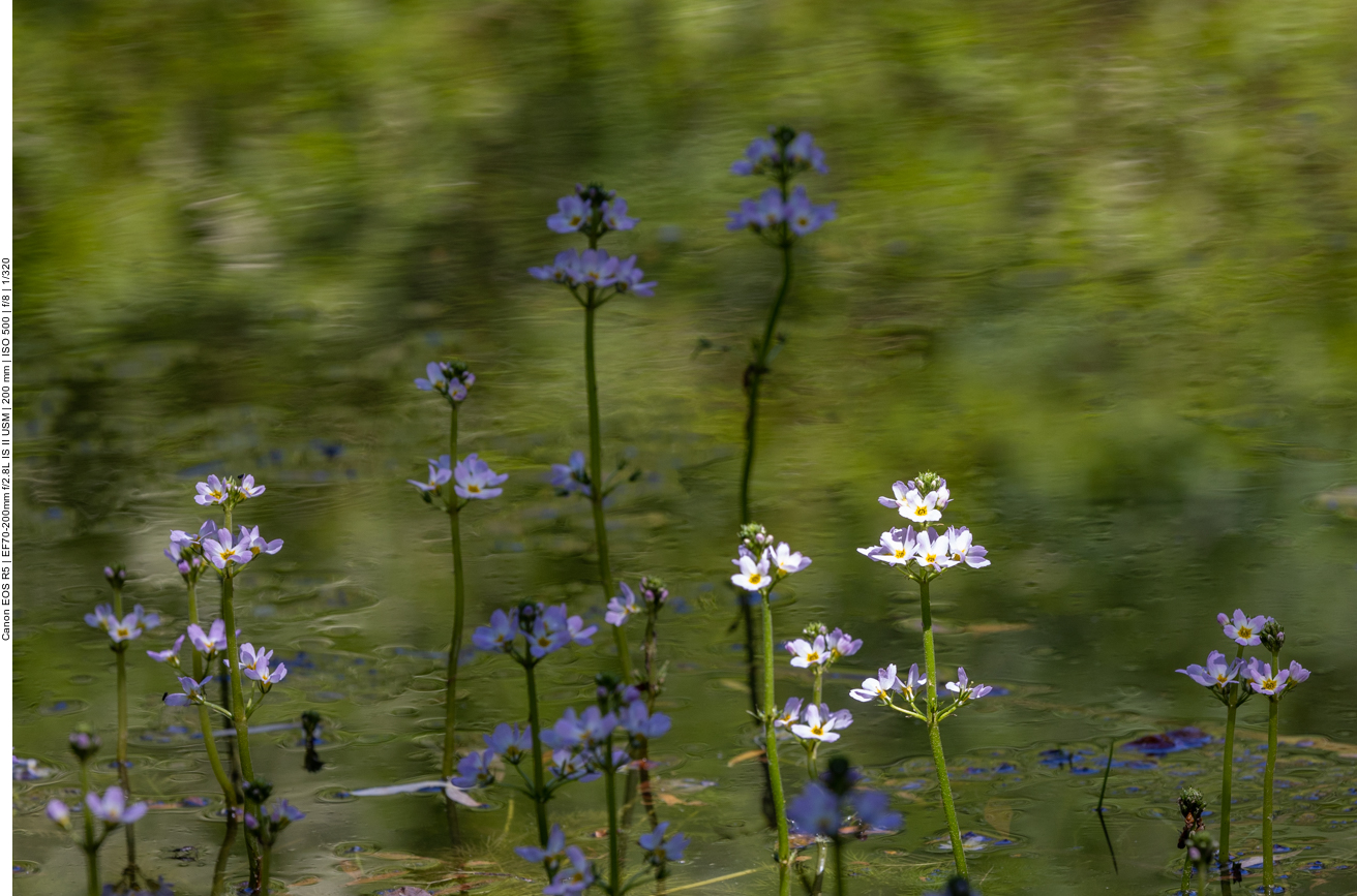 Wasserfeder oder auch Wasserprimel [Hottonia palustris]