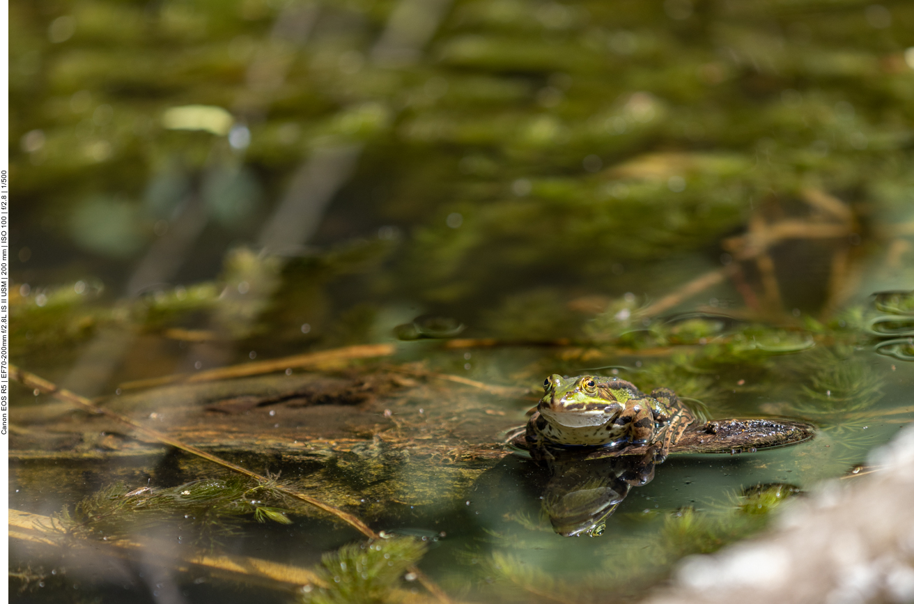 Teichfrosch