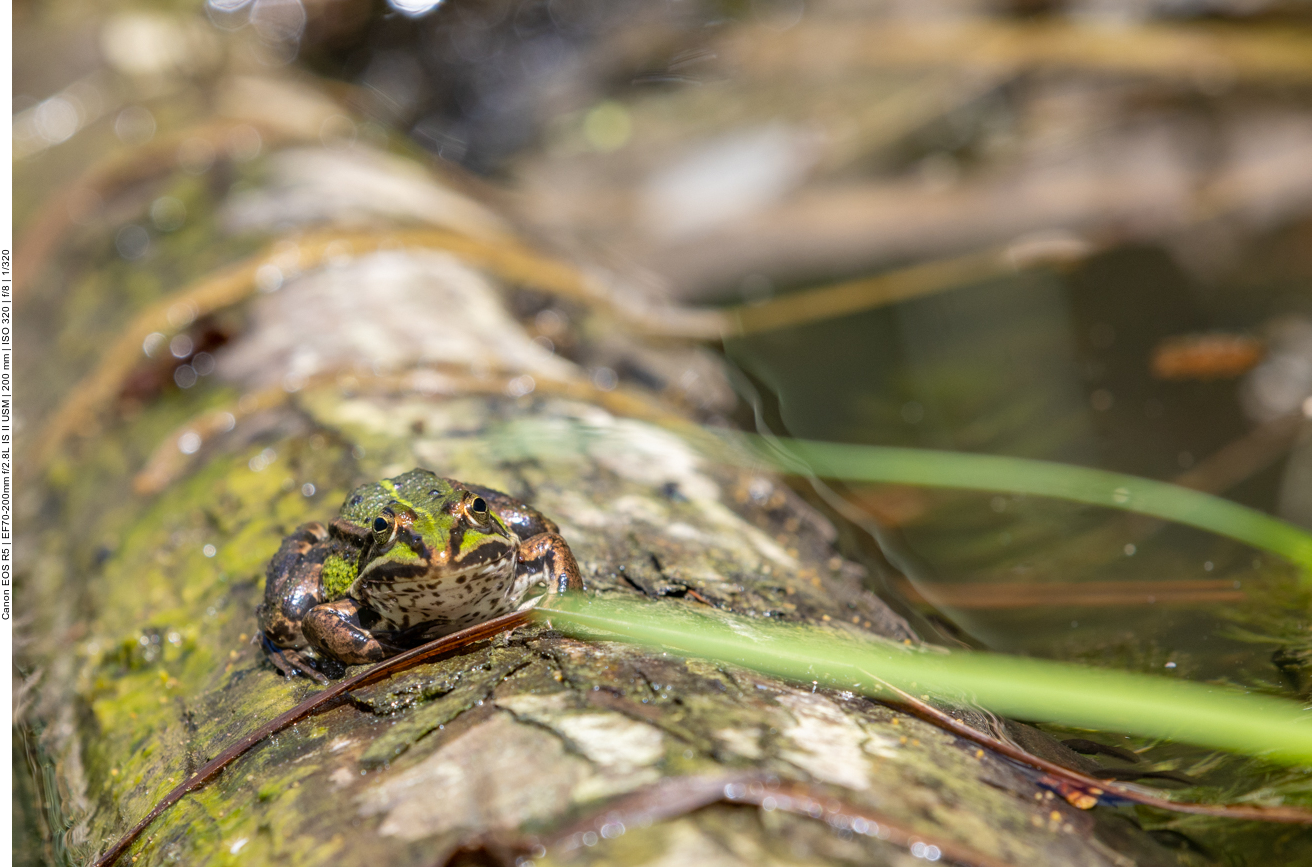 Teichfrosch