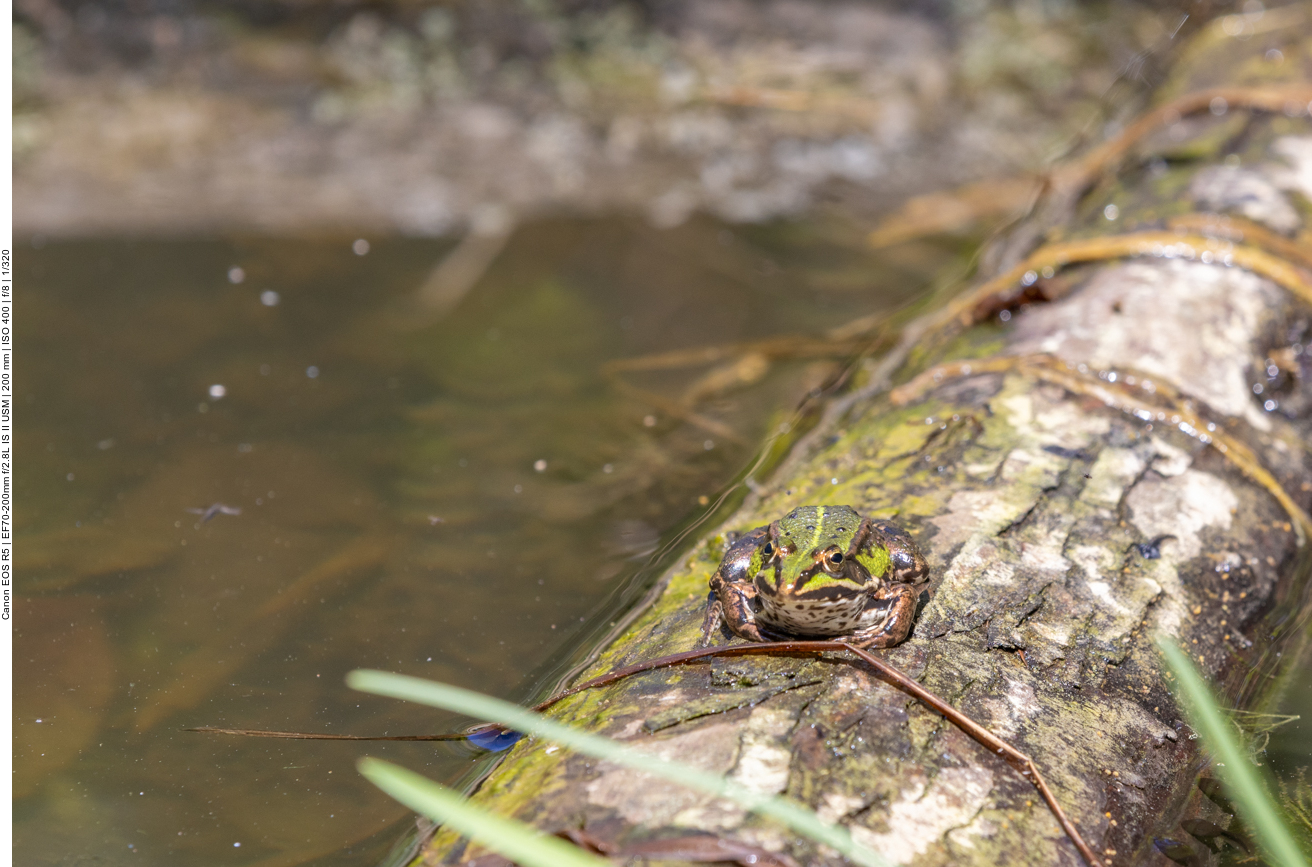 Teichfrosch