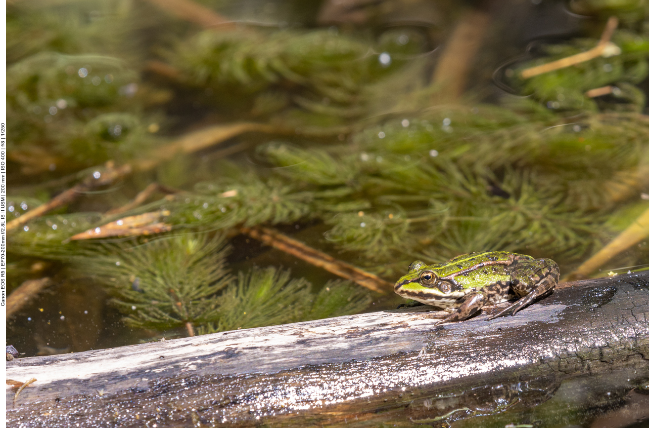Teichfrosch