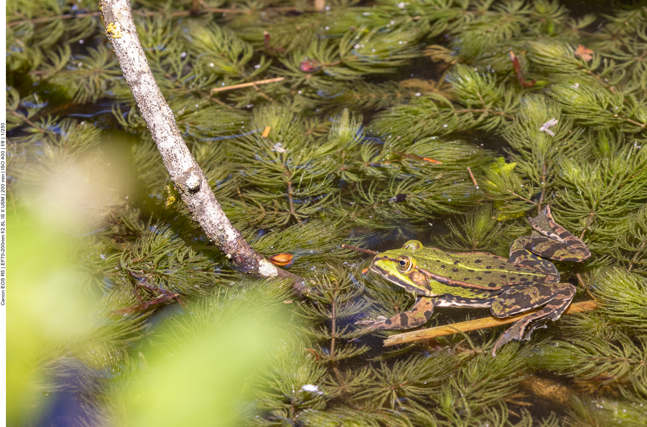 Teichfrosch