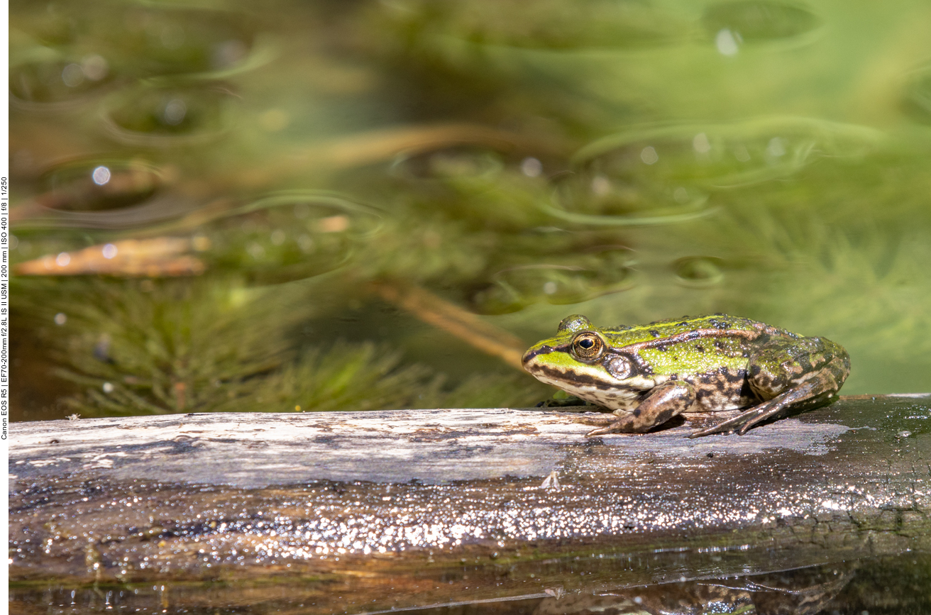 Teichfrosch