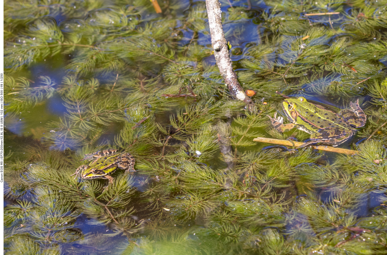 Kleiner und großer Teichfrosch
