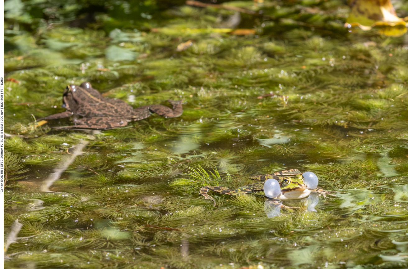 Grasfrosch und Teichfrosch
