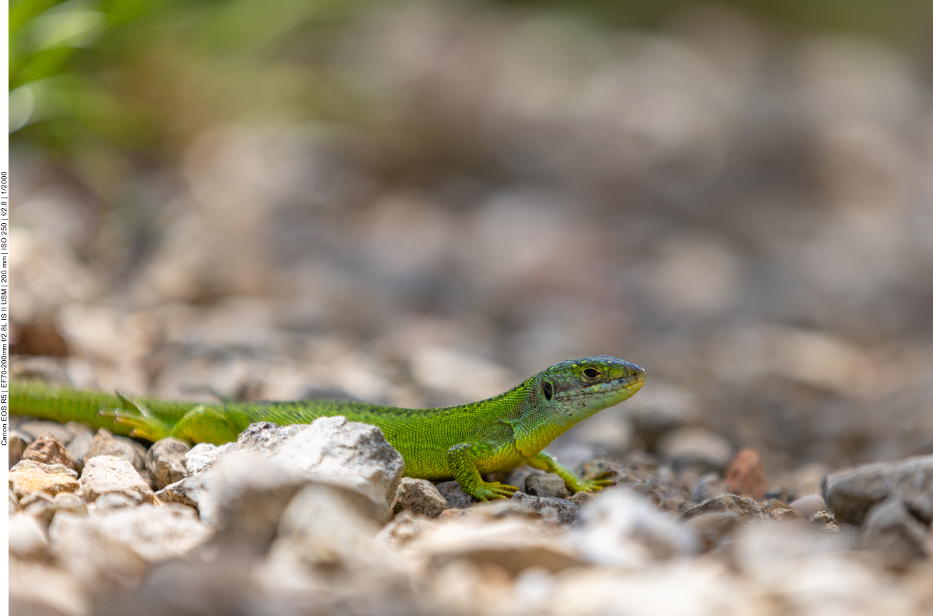Smaragdeidechse