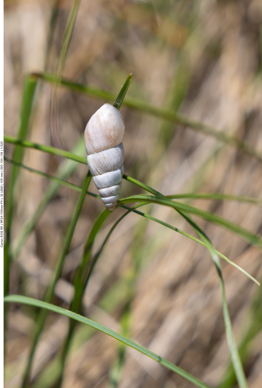 Kleine Schnecke am Grashalm