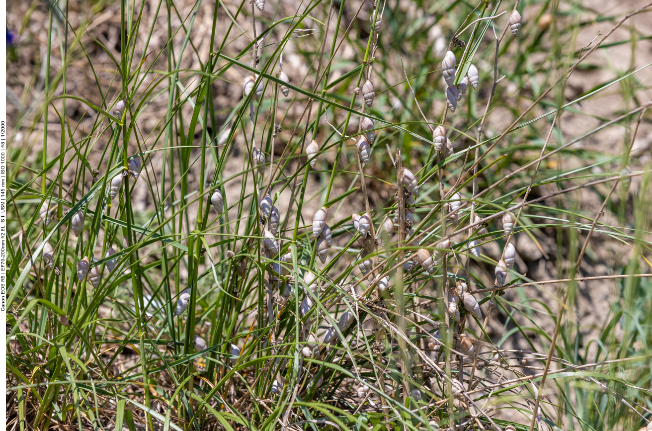 Darum heißt der Berg Schneckenberg ;-)