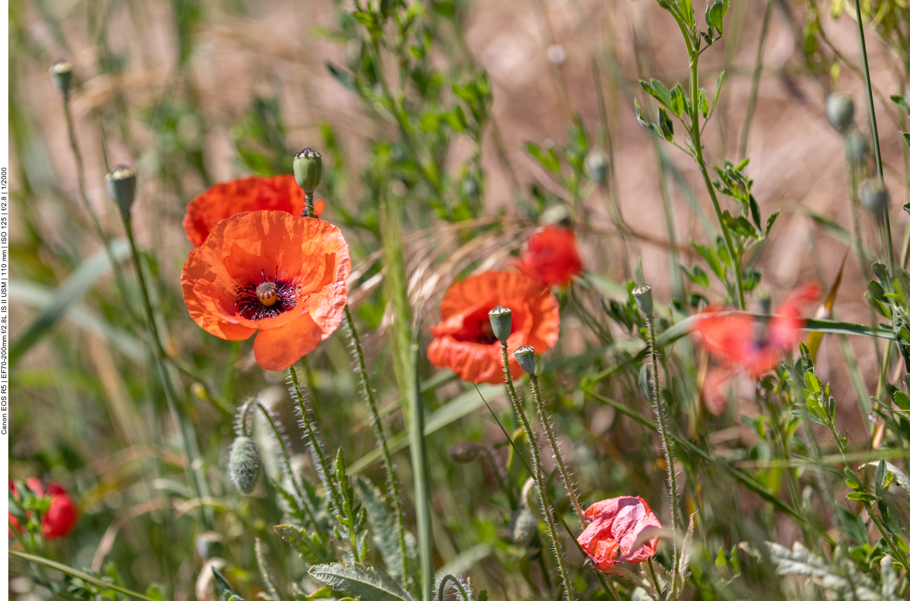 Klatschmohn [Papaver rhoeas]