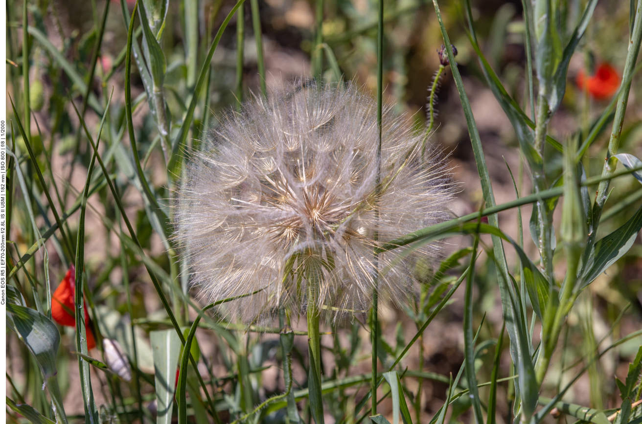 Großer Bocksbart [Tragopogon dubiu]