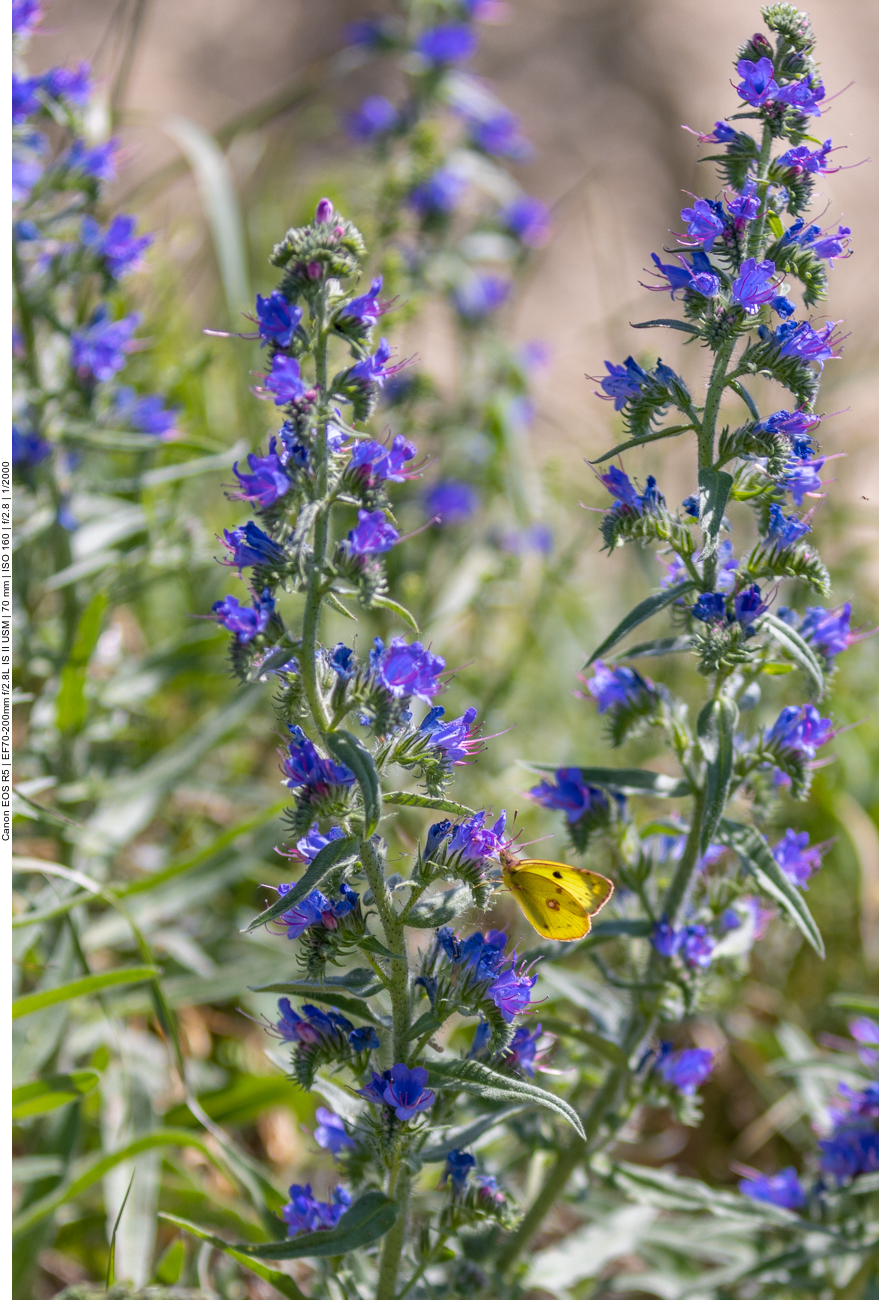 Schmetterling auf Gewöhnlichem oder Blauem Natternkopf [Echium vulgare]