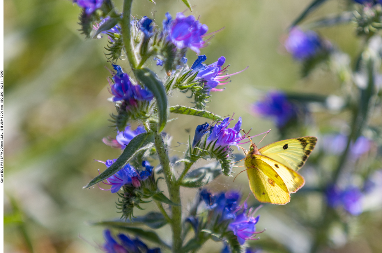 Schmetterling auf Gewöhnlichem oder Blauem Natternkopf [Echium vulgare]
