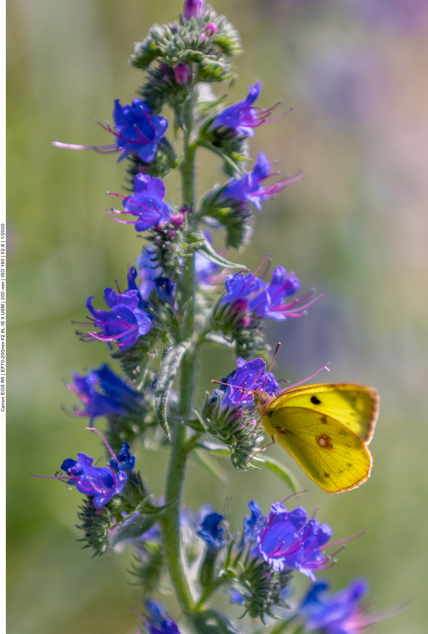 Schmetterling auf Gewöhnlichem oder Blauem Natternkopf [Echium vulgare]