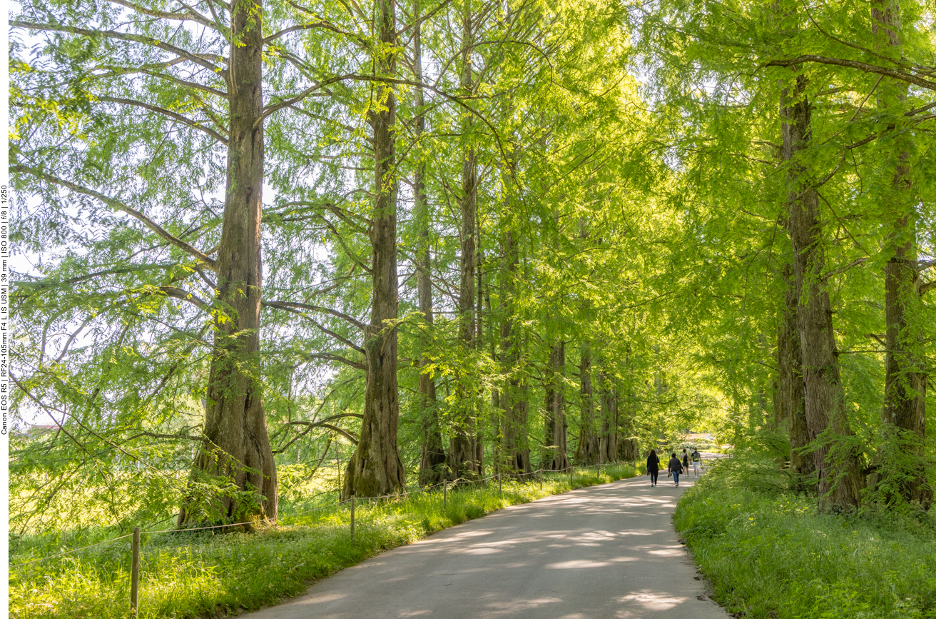 Schöne alte Bäume beschatten den Weg