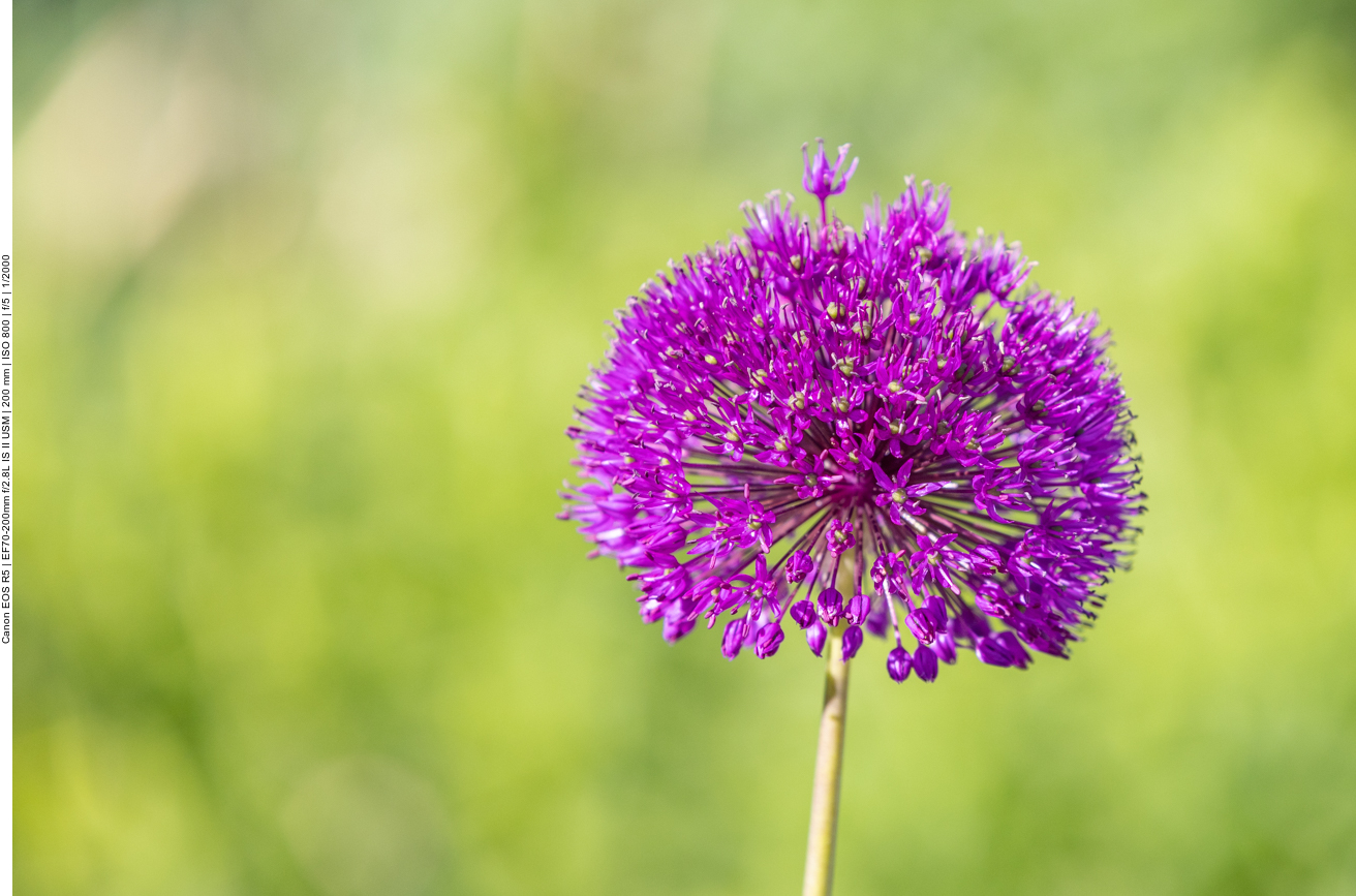 Acher Knoblauch [Allium ampeloprasum]