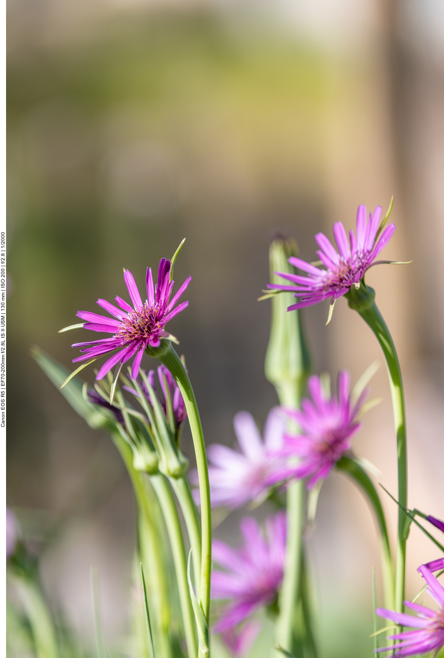 Haferwurzel [Tragopogon porrifolius]