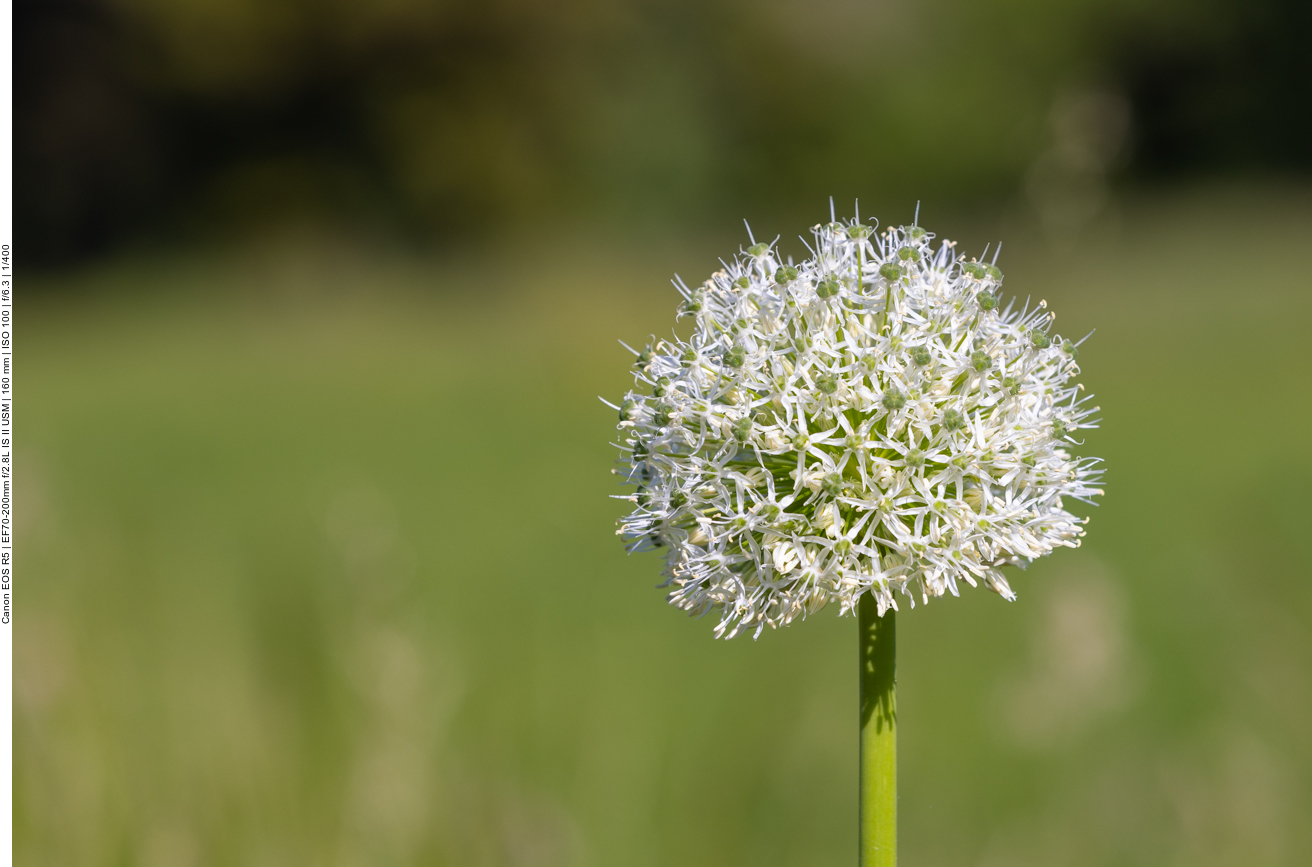 Gemeine Zwiebel [Allium cepa]