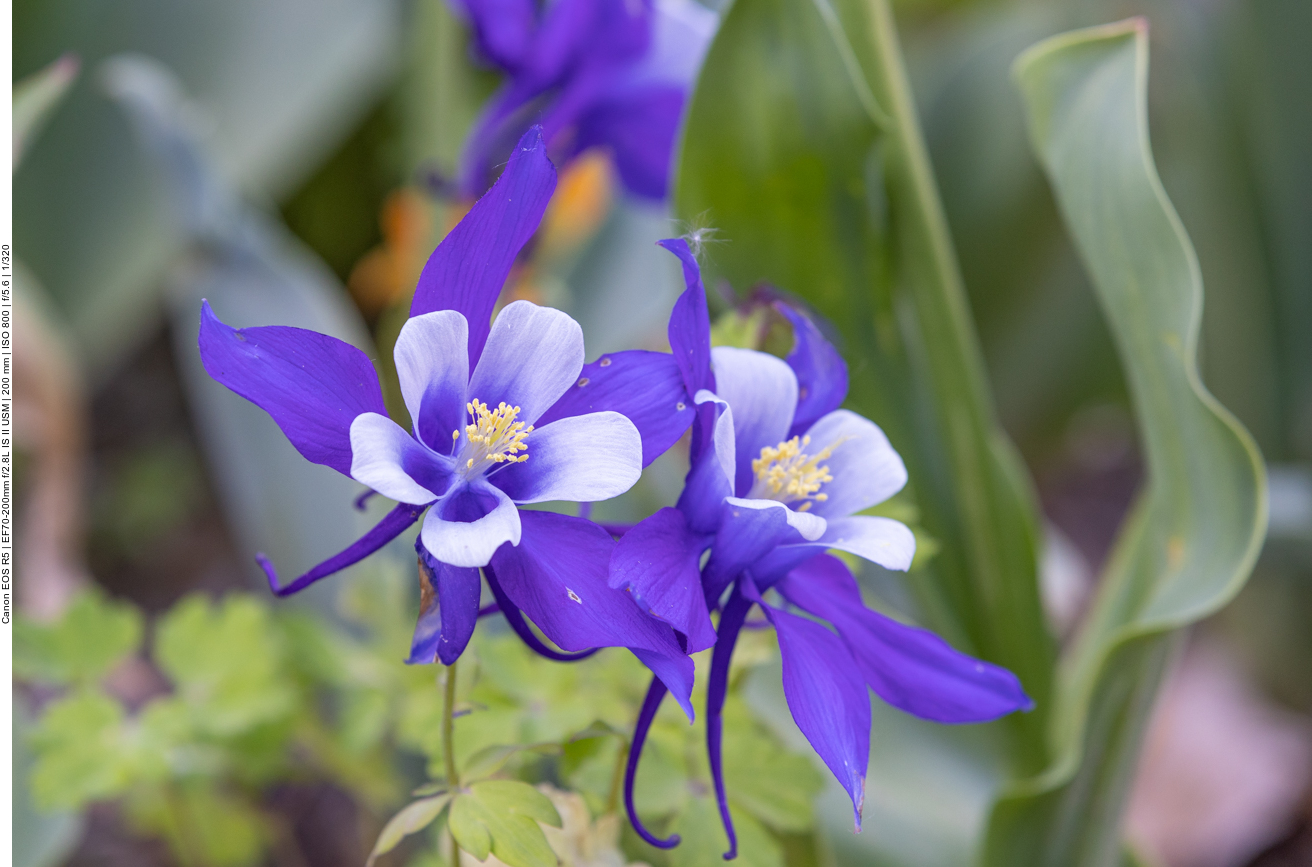 Pyremäen-Akelei [Aquilegia pyrenaica]