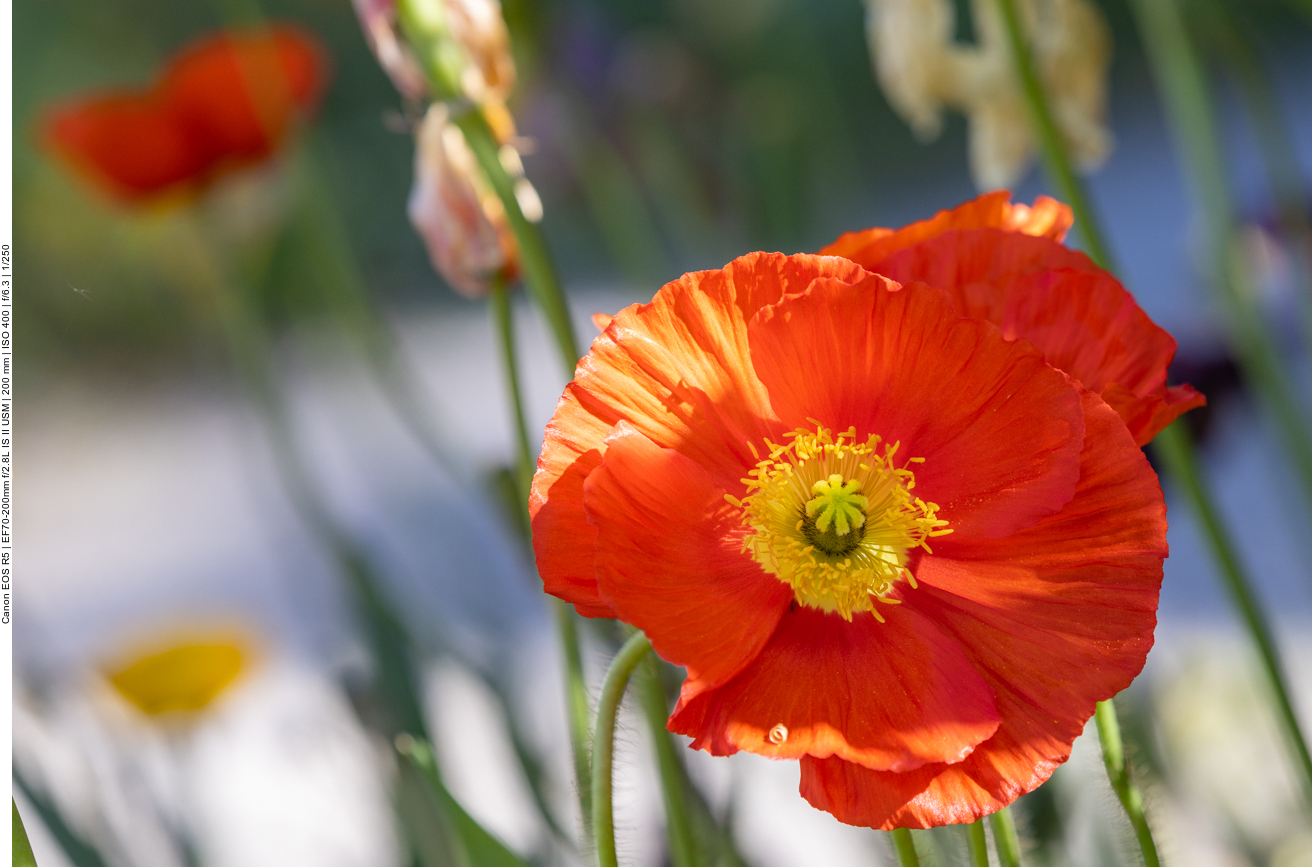 Klatschmohn [Papaver rhoeas]