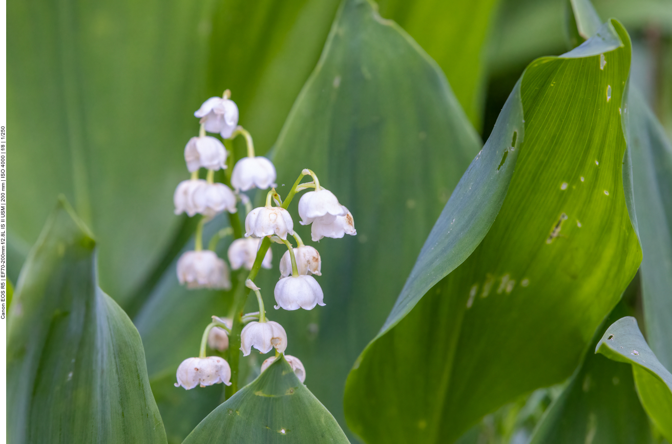 Maiglöckchen [Convallaria majalis]