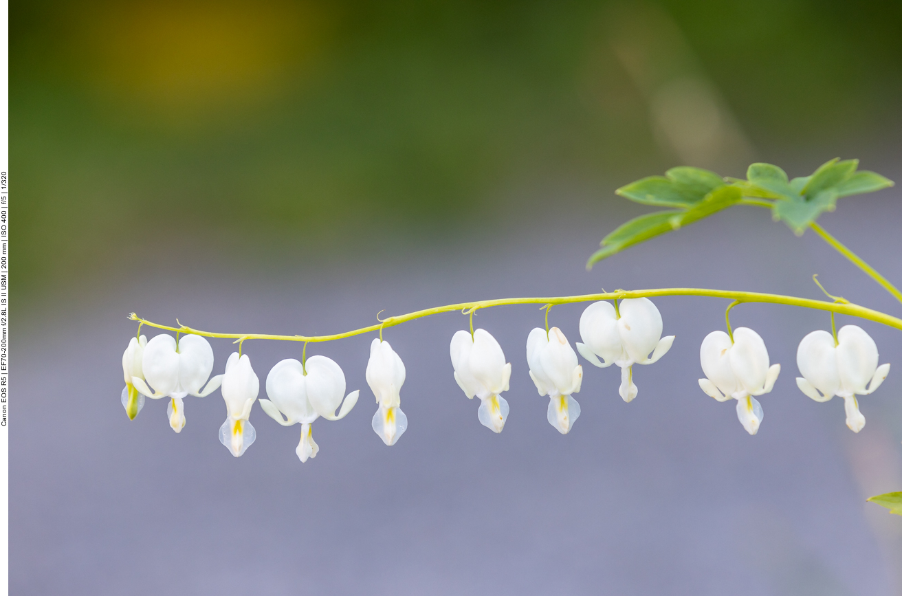 Tränendes Herz [Lamprokapnos spectabilis]