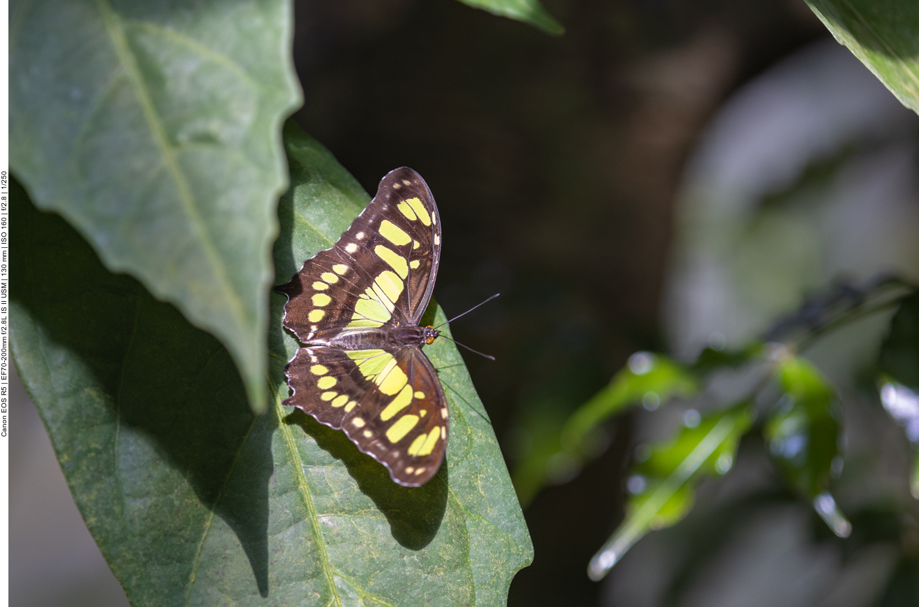 Einige Bilder aus dem Schmetterlingshaus