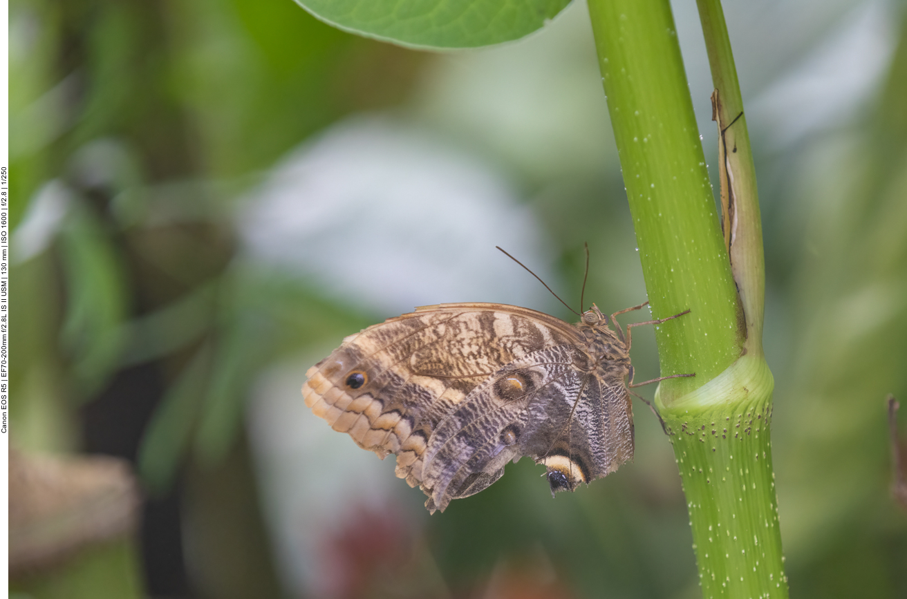 Einige Bilder aus dem Schmetterlingshaus