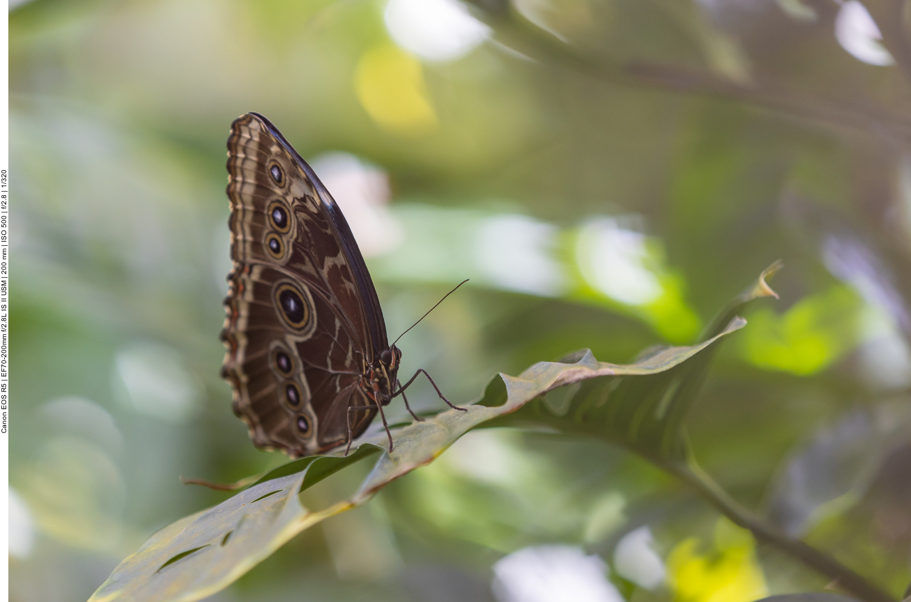 Einige Bilder aus dem Schmetterlingshaus