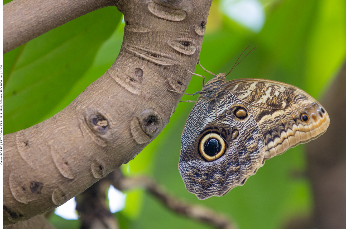 Einige Bilder aus dem Schmetterlingshaus