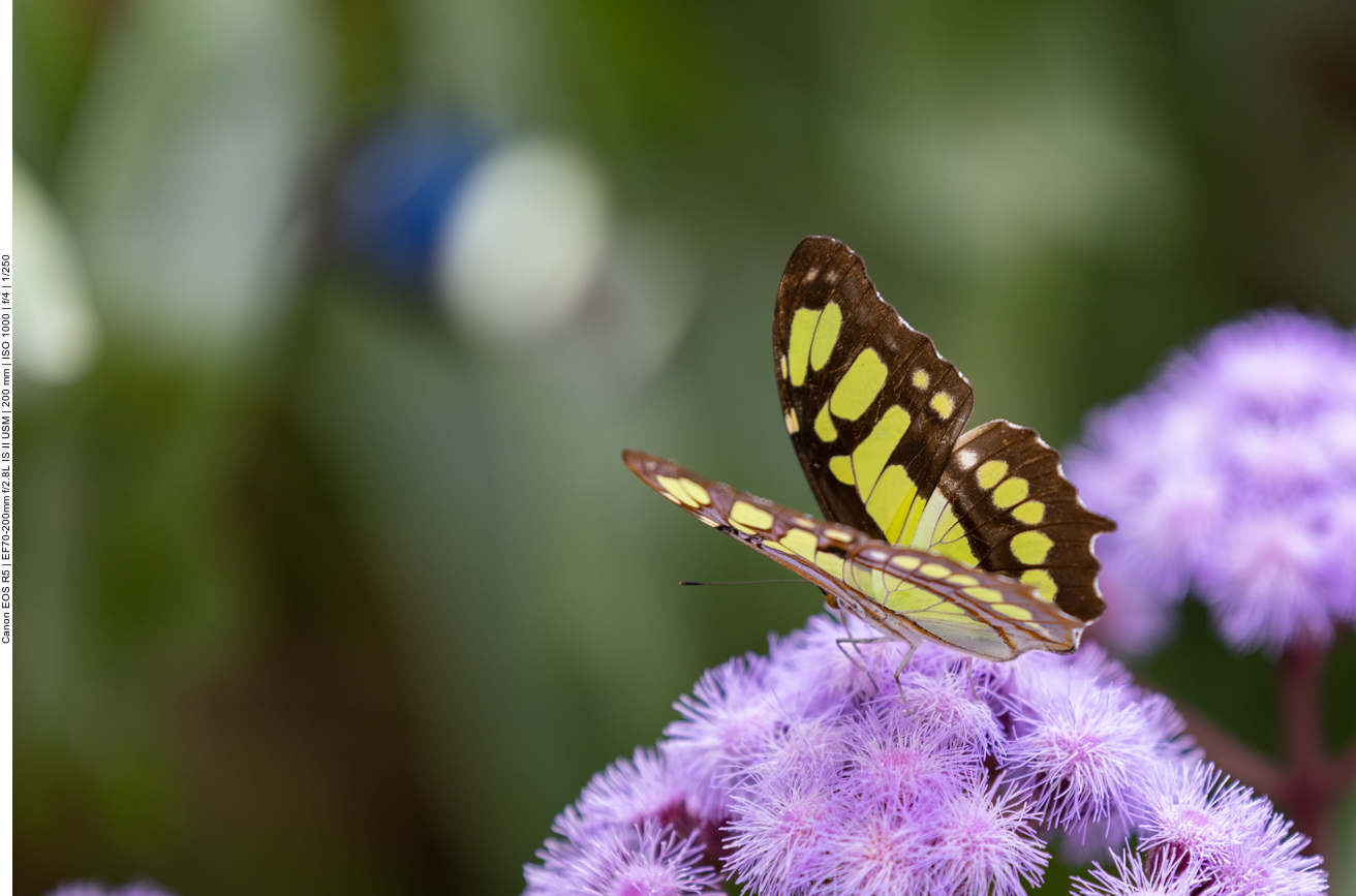 Einige Bilder aus dem Schmetterlingshaus