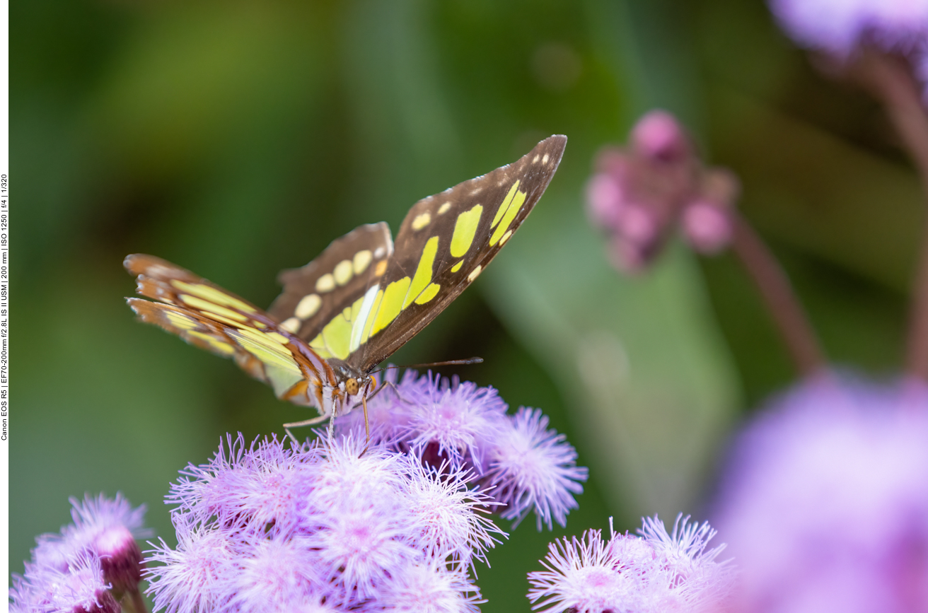 Einige Bilder aus dem Schmetterlingshaus