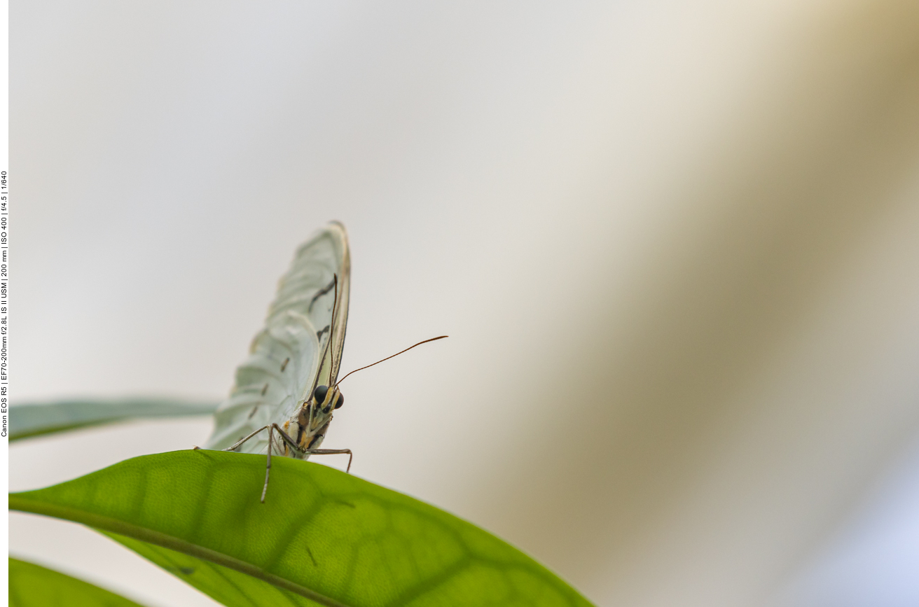 Einige Bilder aus dem Schmetterlingshaus