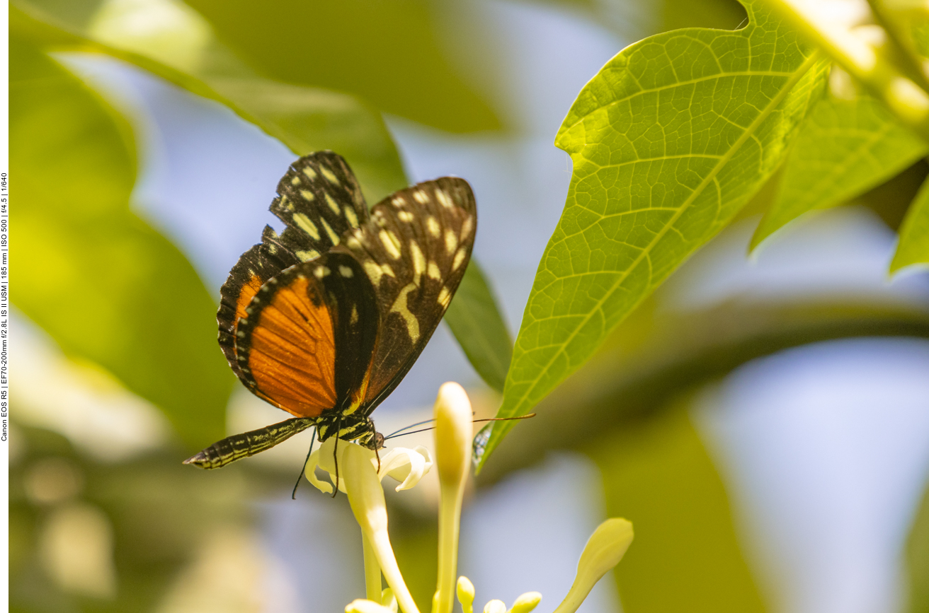 Einige Bilder aus dem Schmetterlingshaus
