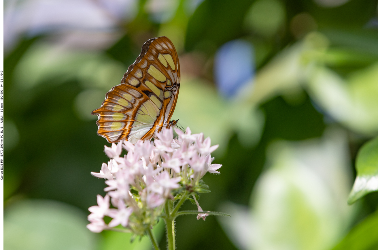 Einige Bilder aus dem Schmetterlingshaus