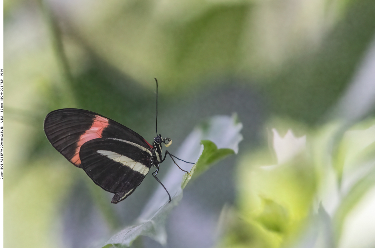 Einige Bilder aus dem Schmetterlingshaus