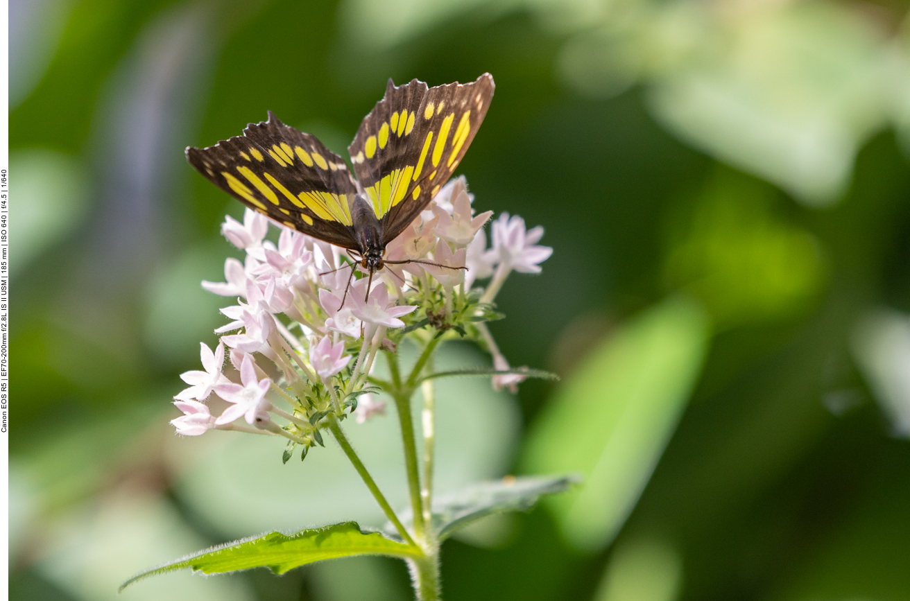 Einige Bilder aus dem Schmetterlingshaus