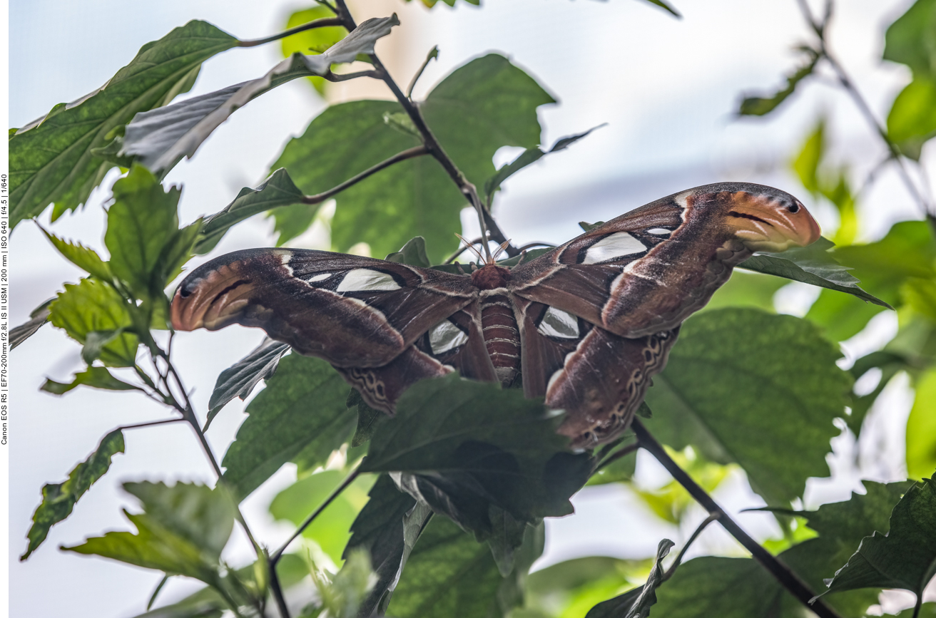 Einige Bilder aus dem Schmetterlingshaus