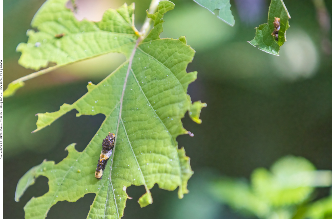 Schmetterlingspuppen
