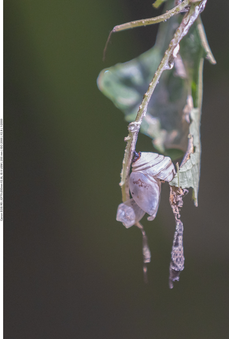 Leere Schmetterlingspuppe