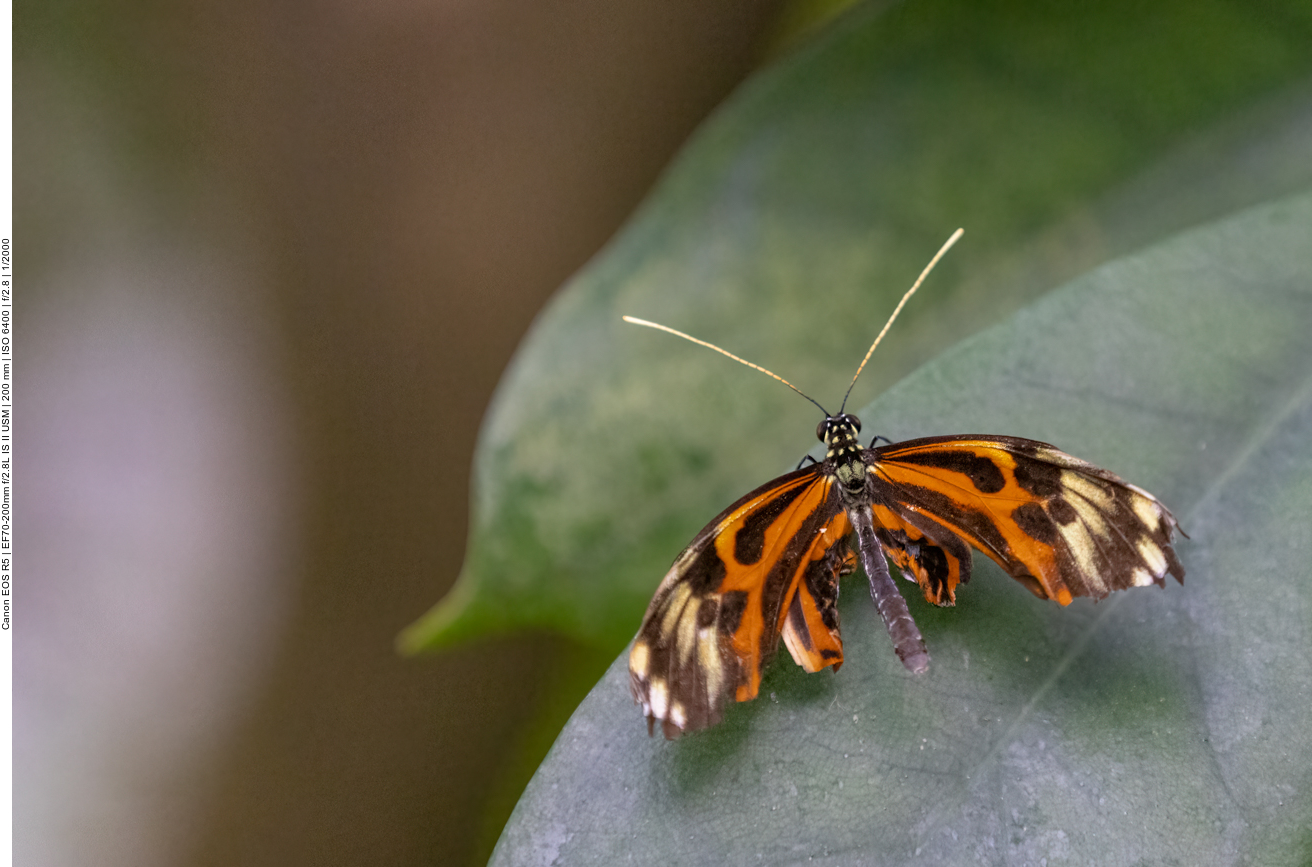 Einige Bilder aus dem Schmetterlingshaus