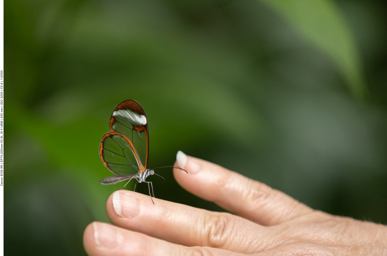 Einige Bilder aus dem Schmetterlingshaus