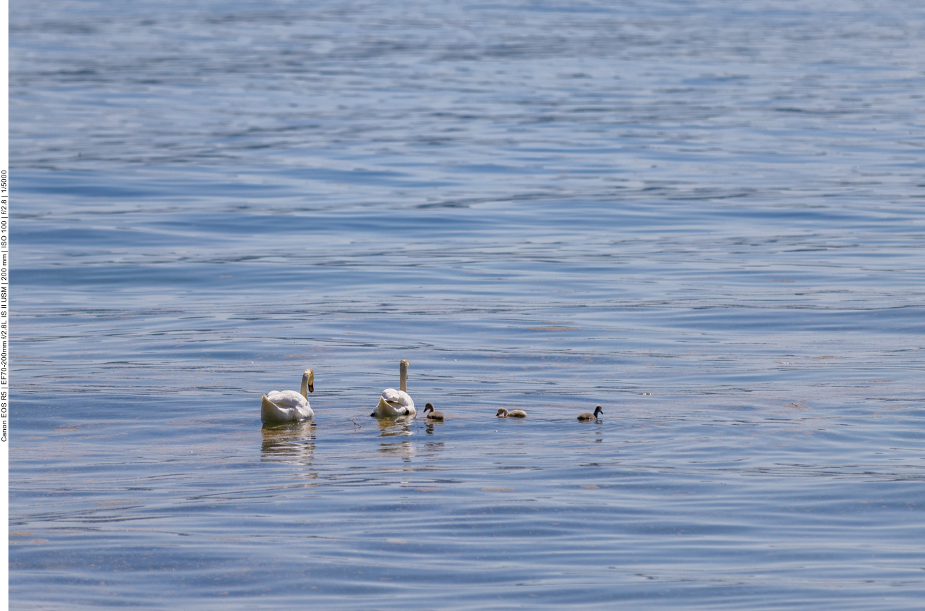 Schwäne mit Nachwuchs