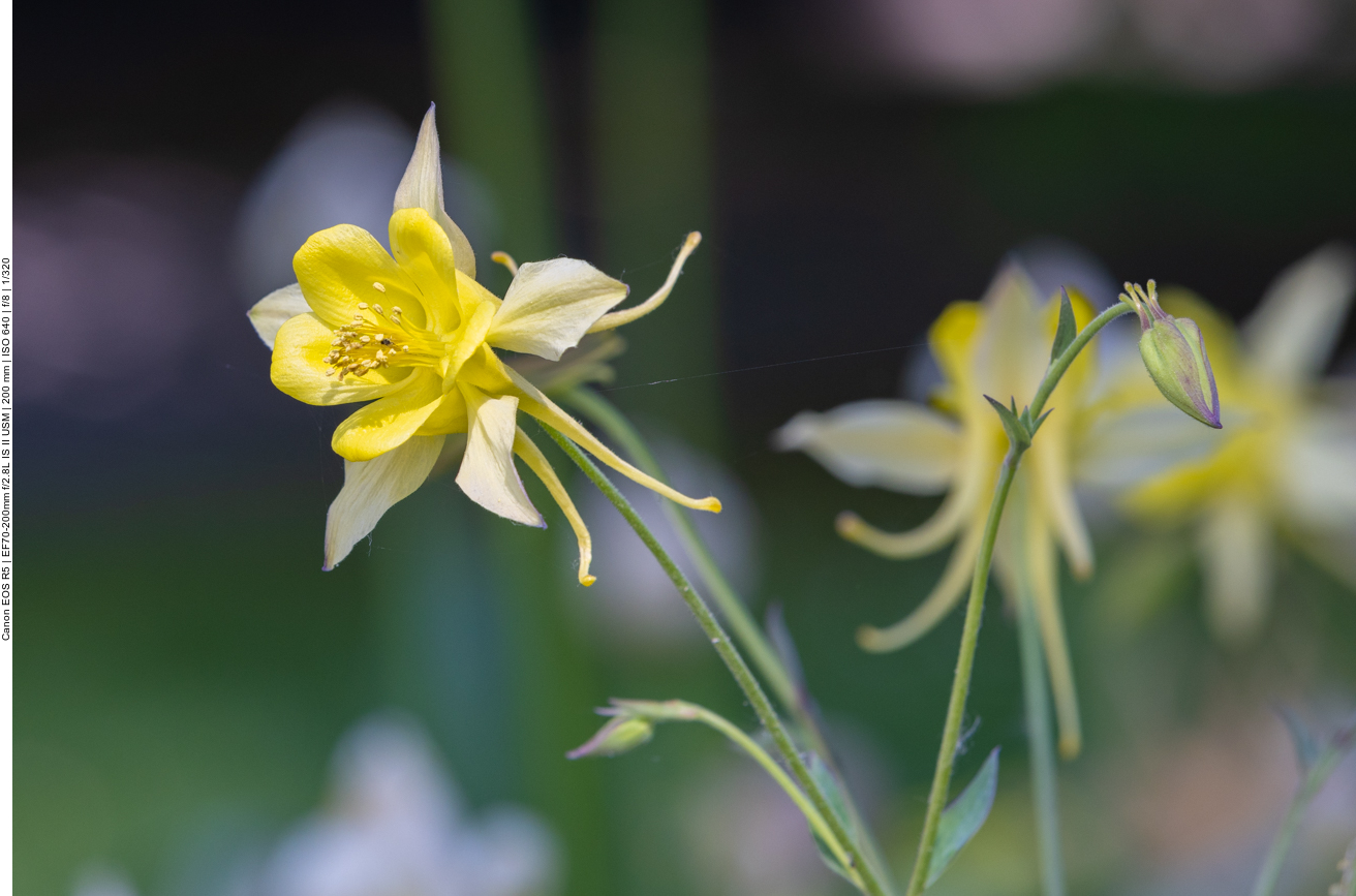 Gewöhnliche Akelei [Aquilegia vulgaris]
