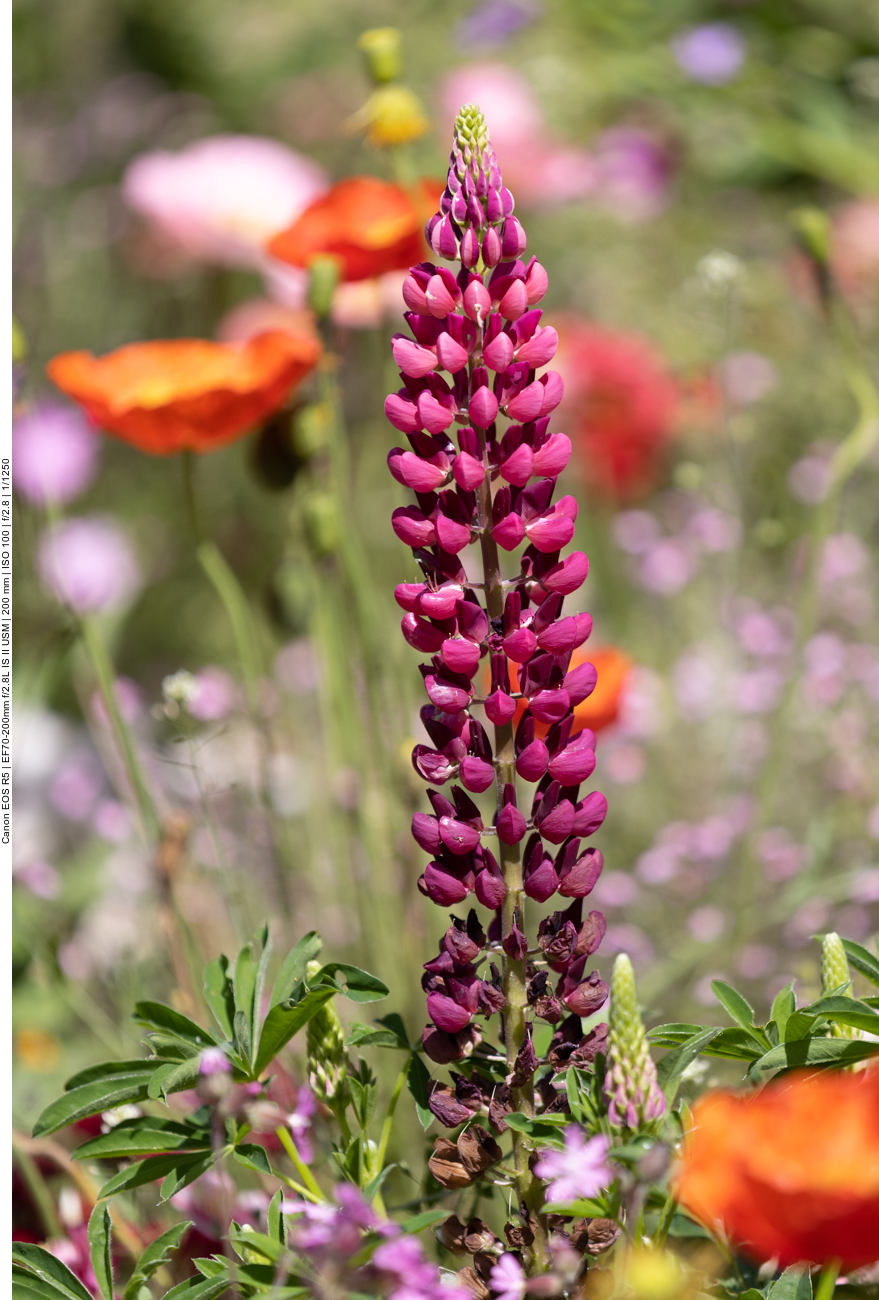 Garten-Lupine [Lupinus polyphyllus]